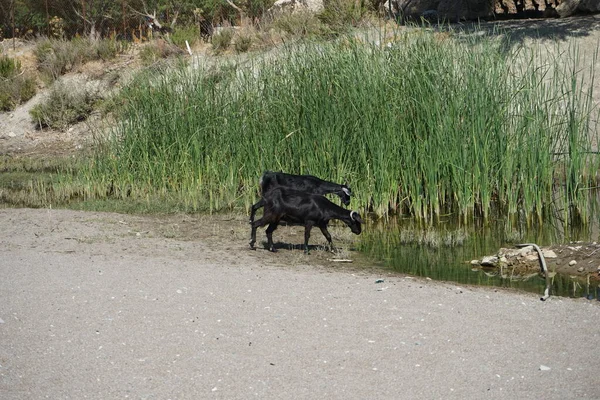 Wilde Bergziegen Stiegen Von Den Bergen Zum Wasserloch Hinab Kolympia — Stockfoto