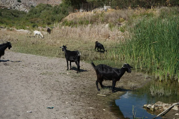 Wild Mountain Goats Descended Mountains Watering Hole Kolympia Rhodes Greece — Stockfoto