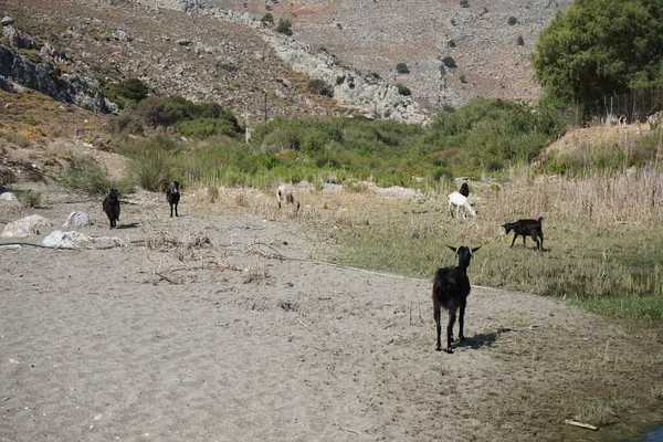 Wild Mountain Goats Descended Mountains Watering Hole Kolympia Rhodes Greece — Stock Photo, Image