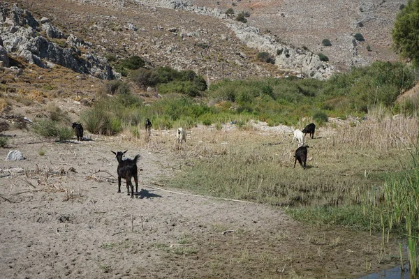 Wild Mountain Goats Descended Mountains Watering Hole Kolympia Rhodes Greece — Stock Photo, Image