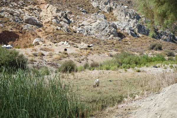 Vahşi dağ keçileri dağlardan su birikintisine indiler. Kolympia, Rodos, Yunanistan   