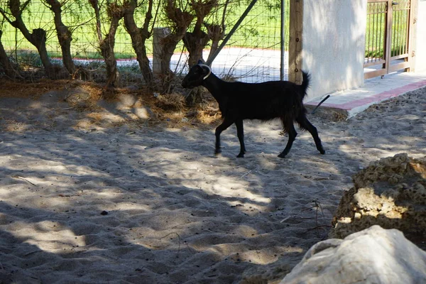 Wild Mountain Goat Descended Mountains Resort Area Walks Fence Kolympia — стокове фото