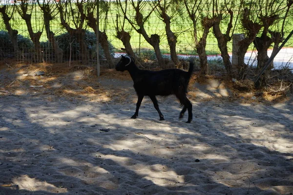 Een Wilde Berggeit Daalde Van Bergen Naar Het Resortgebied Wandelde — Stockfoto