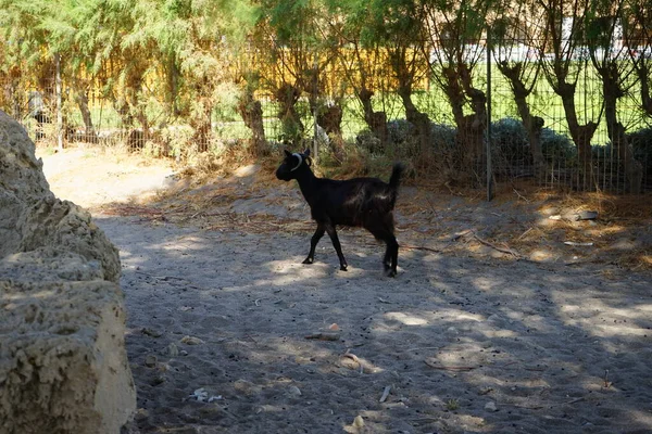 Wild Mountain Goat Descended Mountains Resort Area Walks Fence Kolympia — стокове фото