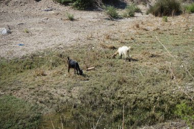 Vahşi dağ keçileri dağlardan su birikintisine indiler. Kolympia, Rodos, Yunanistan   