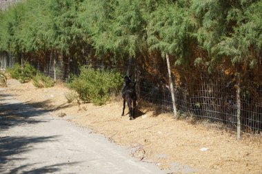 Vahşi bir dağ keçisi dağlardan tatil köyüne indi ve çit boyunca yürüdü. Kolympia, Rodos, Yunanistan  