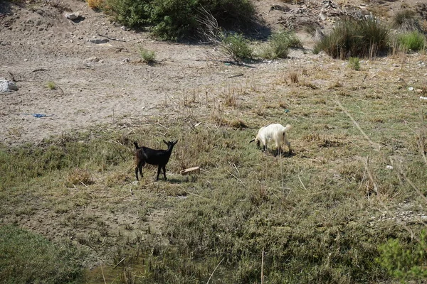 Wild Mountain Goats Descended Mountains Watering Hole Kolympia Rhodes Greece — Stockfoto