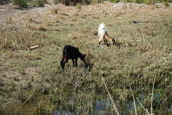 Wild Mountain Goats Descended Mountains Watering Hole Kolympia Rhodes Greece — Stockfoto