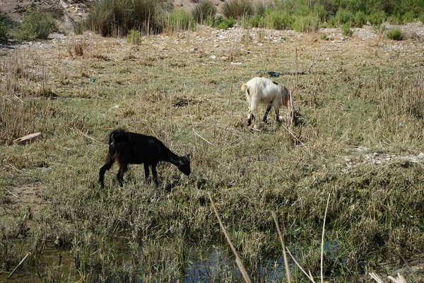 Wild Mountain Goats Descended Mountains Watering Hole Kolympia Rhodes Greece — Stockfoto