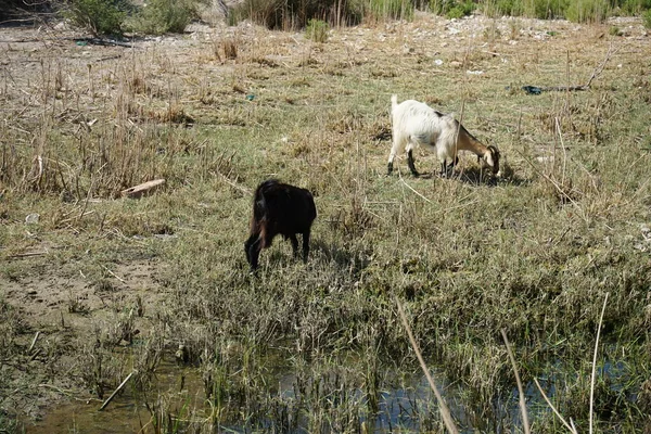 Wild Mountain Goats Descended Mountains Watering Hole Kolympia Rhodes Greece — Stockfoto