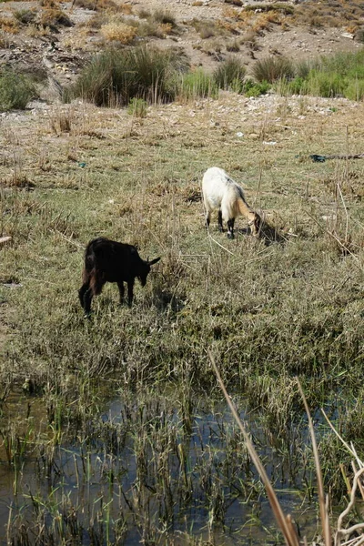 Wilde Bergziegen Stiegen Von Den Bergen Zum Wasserloch Hinab Kolympia — Stockfoto