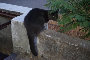 Kolympia 'da tarihi bir su kemerindeki kedi. Bir su kemeri suyu kaynaktan çok uzaktaki bir dağıtım noktasına taşımak için inşa edilmiş bir su yolu. Rodos, Yunanistan 