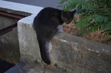 Kolympia 'da tarihi bir su kemerindeki kedi. Bir su kemeri suyu kaynaktan çok uzaktaki bir dağıtım noktasına taşımak için inşa edilmiş bir su yolu. Rodos, Yunanistan 