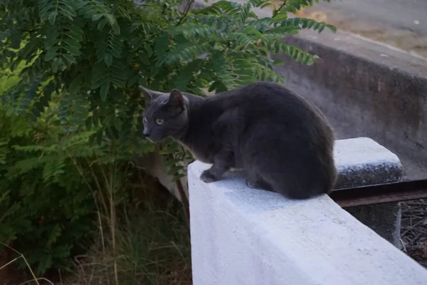 Cat Historical Aqueduct Kolympia Aqueduct Watercourse Constructed Carry Water Source — 图库照片