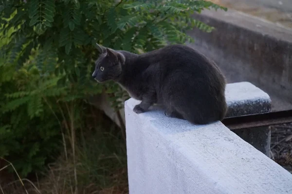 Katze Auf Einem Historischen Aquädukt Kolympia Ein Aquädukt Ist Ein — Stockfoto