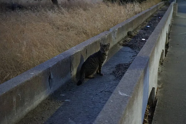 Gato Aqueduto Histórico Kolympia Aqueduto Curso Água Construído Para Transportar — Fotografia de Stock