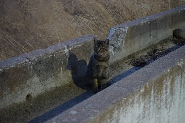 Cat Historical Aqueduct Kolympia Aqueduct Watercourse Constructed Carry Water Source — Stock Photo, Image