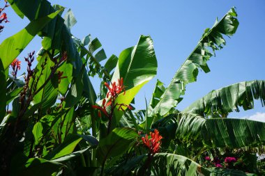 Çiçekli çalılar Bougainvillea spektabilis, nilüfer çiçekleri ve Musa 'nın muz ağaçları. Eylül 'de. Kolympia, Rodos, Yunanistan 
