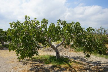 Eylül ayında Ficus carica 'nın küçük ağacında olgunlaşmamış meyveler. İncir, çiçek açan Moraceae familyasından küçük bir ağaç türü olan Ficus carica 'nın yenilebilir meyvesidir. Kolimpia, Rodos, Yunanistan 