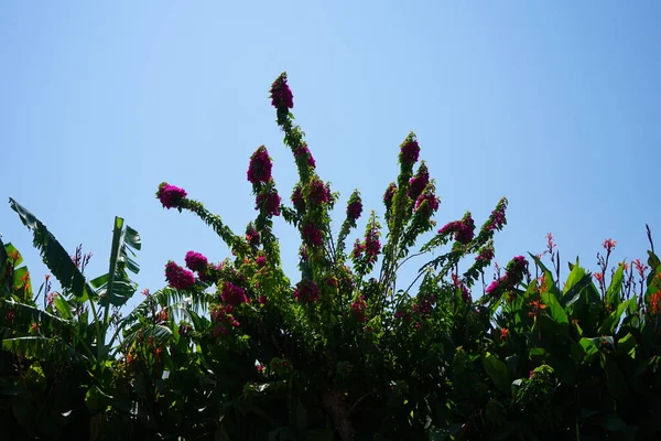 Blommande Buske Bougainvillea Spectabilis Anna Lilja Blommor Och Bananträd Musa — Stockfoto
