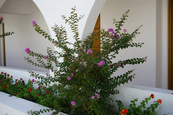 Lagerstroemia Indica Syn Crape Myrtle Crepe Myrtle Crepeflower Species Flowering — Fotografia de Stock