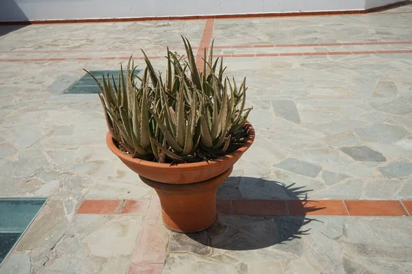 Aloe Flower Pot Aloe Also Written Alo Genus Flowering Succulent — Fotografia de Stock