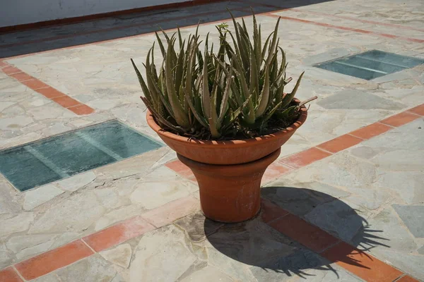 Aloe Flower Pot Aloe Also Written Alo Genus Flowering Succulent — Stockfoto