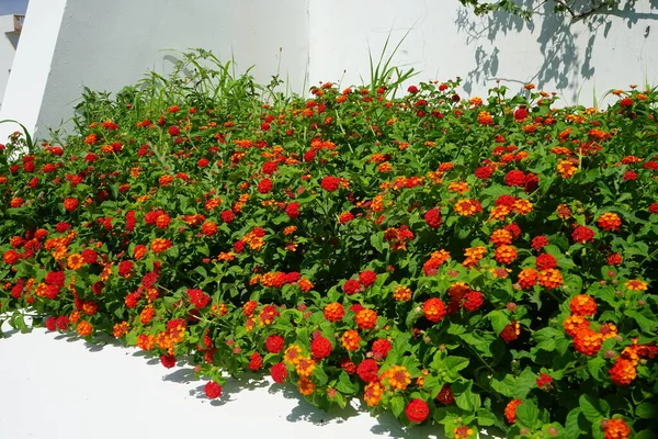 Lantana Camara Sinónimos Common Lantana Spanish Flag Korsu Wiri Korsoe — Foto de Stock