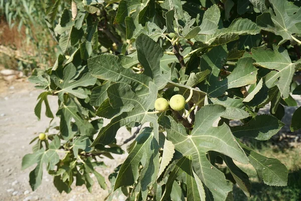 在仙人掌的小树上 果实尚未成熟 这种无花果是仙人掌的可食果实 仙人掌是开花植物科的一种小树 希腊罗得岛科林皮亚 — 图库照片