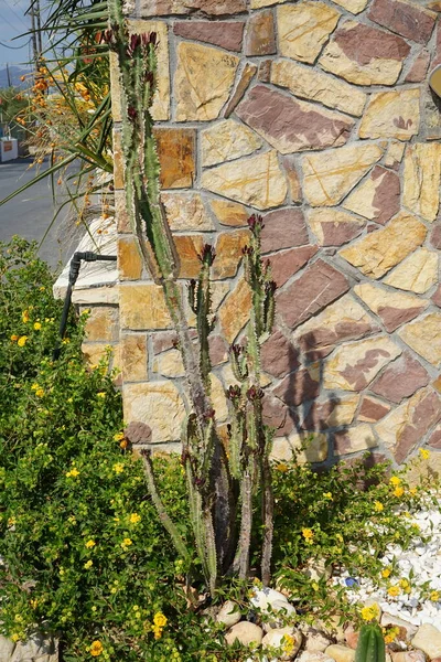 Kaktusar Blomstersäng September Kolympia Rhodos Grekland — Stockfoto