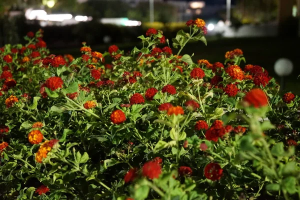 Lantana Camara Syn Common Lantana Spanish Flag Korsu Wiri Korsoe — Fotografia de Stock