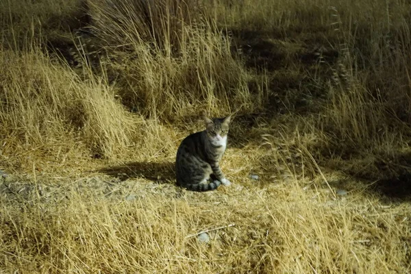 Wild Shorthair Cat Lives Village Kolimpia Rhodes Greece — Stock Photo, Image