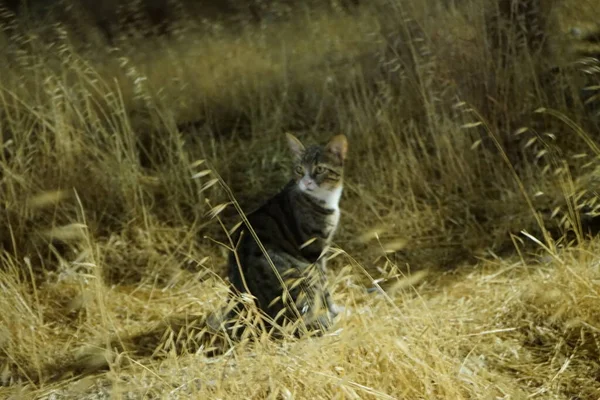 Wild Shorthair Cat Lives Village Kolimpia Rhodes Greece — Stock Photo, Image