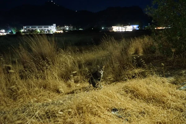 Wild Shorthair Cat Lives Village Kolimpia Rhodes Greece — Stockfoto