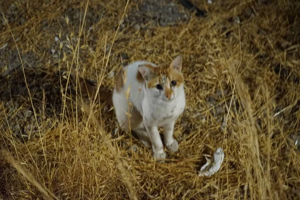 Wilde Kurzhaarkatze Lebt Dorf Kolimpia Rhodos Griechenland — Stockfoto