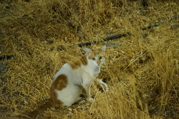 Gato Taquigráfico Salvaje Vive Pueblo Kolimpia Rodas Grecia —  Fotos de Stock