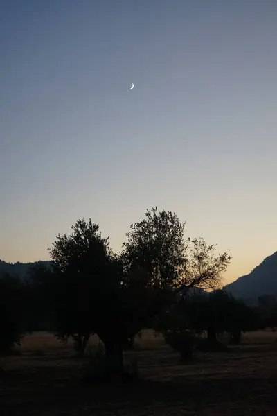 Plantation Olive Trees Evening Sunset Olive Olea Europaea Meaning European — стокове фото