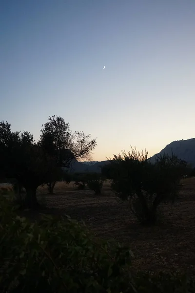 Plantation Olive Trees Evening Sunset Olive Olea Europaea Meaning European — стоковое фото