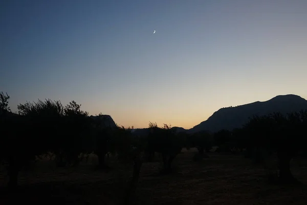 Plantation Olive Trees Evening Sunset Olive Olea Europaea Meaning European — Stock Photo, Image