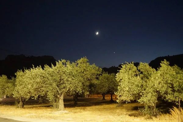 Plantation Olive Trees Evening Olive Olea Europaea Meaning European Olive — стоковое фото