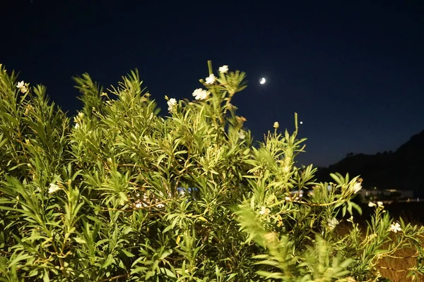 Bush White Flowers Nerium Oleander Windy Weather Background Night Sky — стокове фото