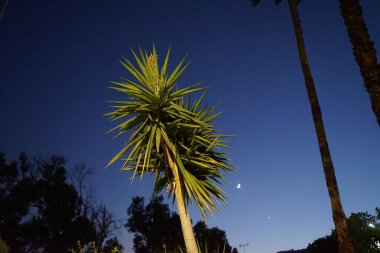 Gece gökyüzünün arka planında ay ile birlikte palmiye ağaçları. Kolimpia, Rodos, Yunanistan 