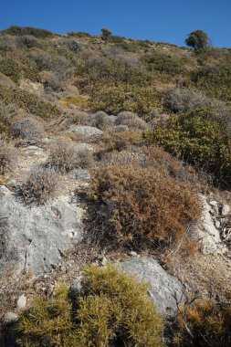 Beautiful mountain landscape with drought-resistant vegetation at Theotokos hill in Kolimpia, Rhodes, Greece 