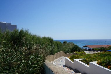 Ön planda uzun, süslü Miscanthus otları. Miscanthus ya da gümüşçimen, çimen familyasından bir bitki cinsidir. Kolimpia, Rodos, Yunanistan