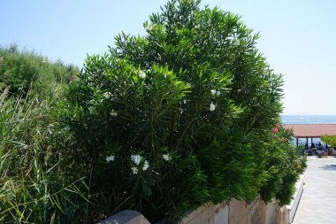 Staircase surrounded by flowering bushes of Nerium oleander in September. Kolimpia, Rhodes, Greece