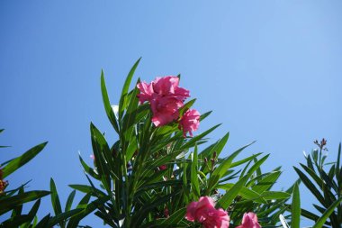Neryum zakkum ya da zakkum, dünya çapında ılıman ve subtropikal bölgelerde bir süs ve peyzaj bitkisi olarak yetiştirilmiş bir çalılıktır. Rodos, Yunanistan