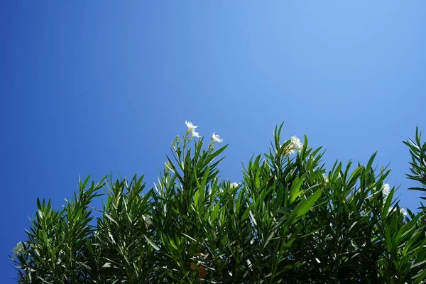 Nerium Oleander Oleandro Nerium Arbusto Pequena Árvore Cultivada Todo Mundo — Fotografia de Stock