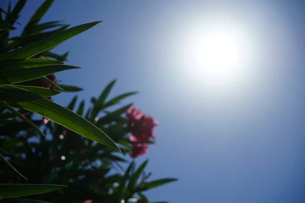 Nerium Oleander 是一种灌木或小乔木 生长在世界范围内的温带和亚热带地区 作为一种观赏植物 希腊罗得岛 — 图库照片