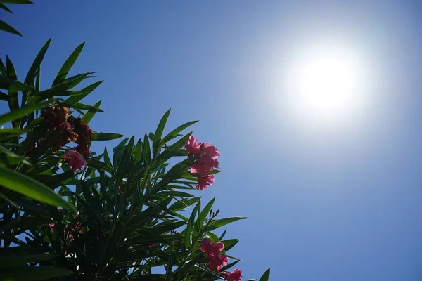 Nerium Oleander Oleander Nebo Nerium Keř Nebo Malý Strom Pěstovaný — Stock fotografie