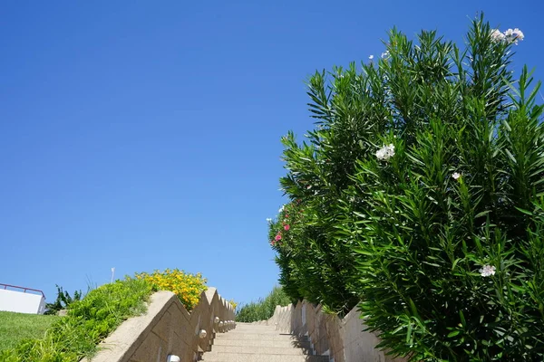 Staircase Surrounded Flowering Bushes Nerium Oleander September Kolimpia Rhodes Greece — Foto Stock